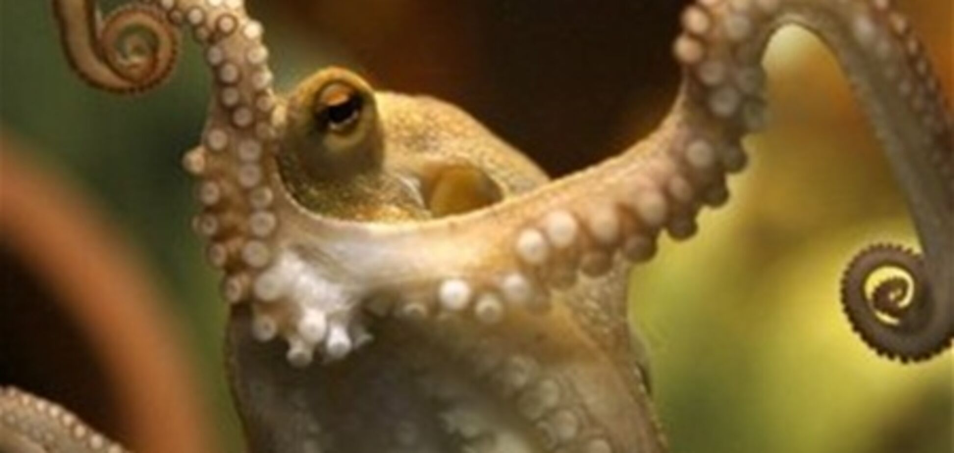 Поляки завели своего осьминога-оракула к Евро-2012