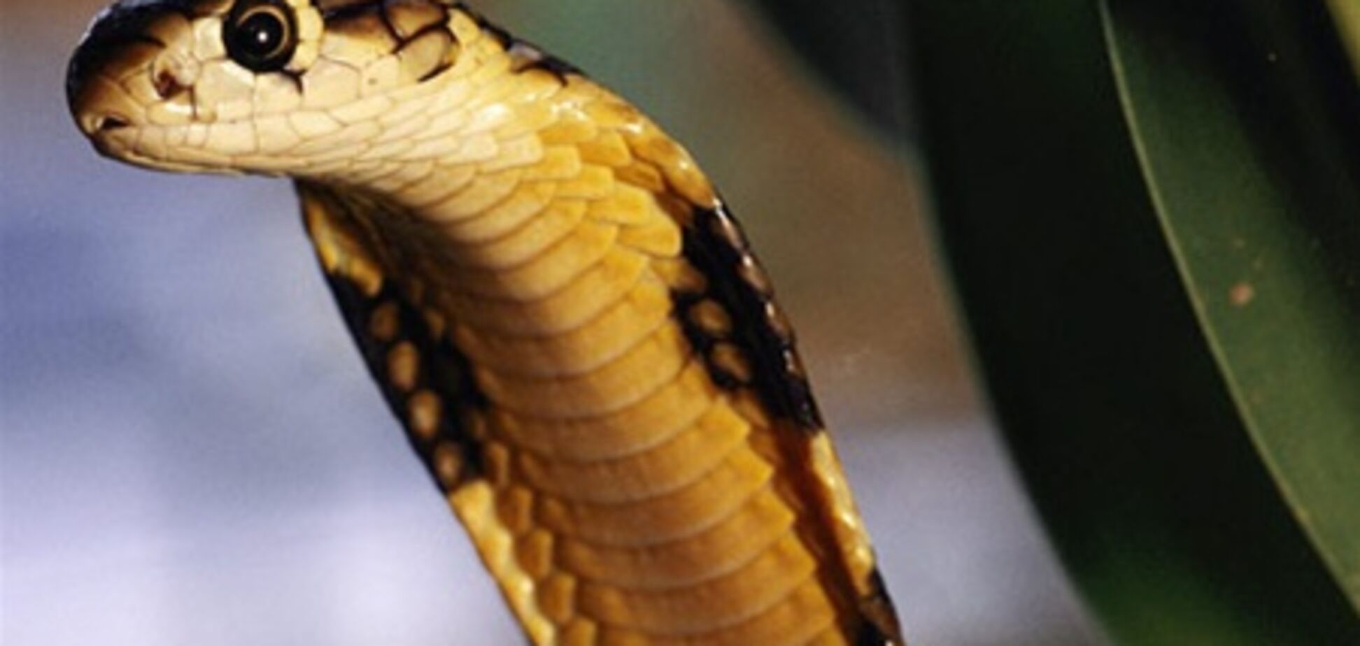 Змія 'заклала' свого продавця