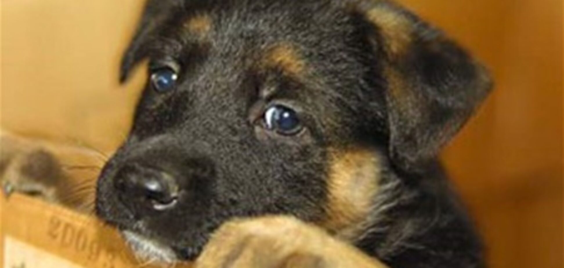 Американка відправила поштою цуценя