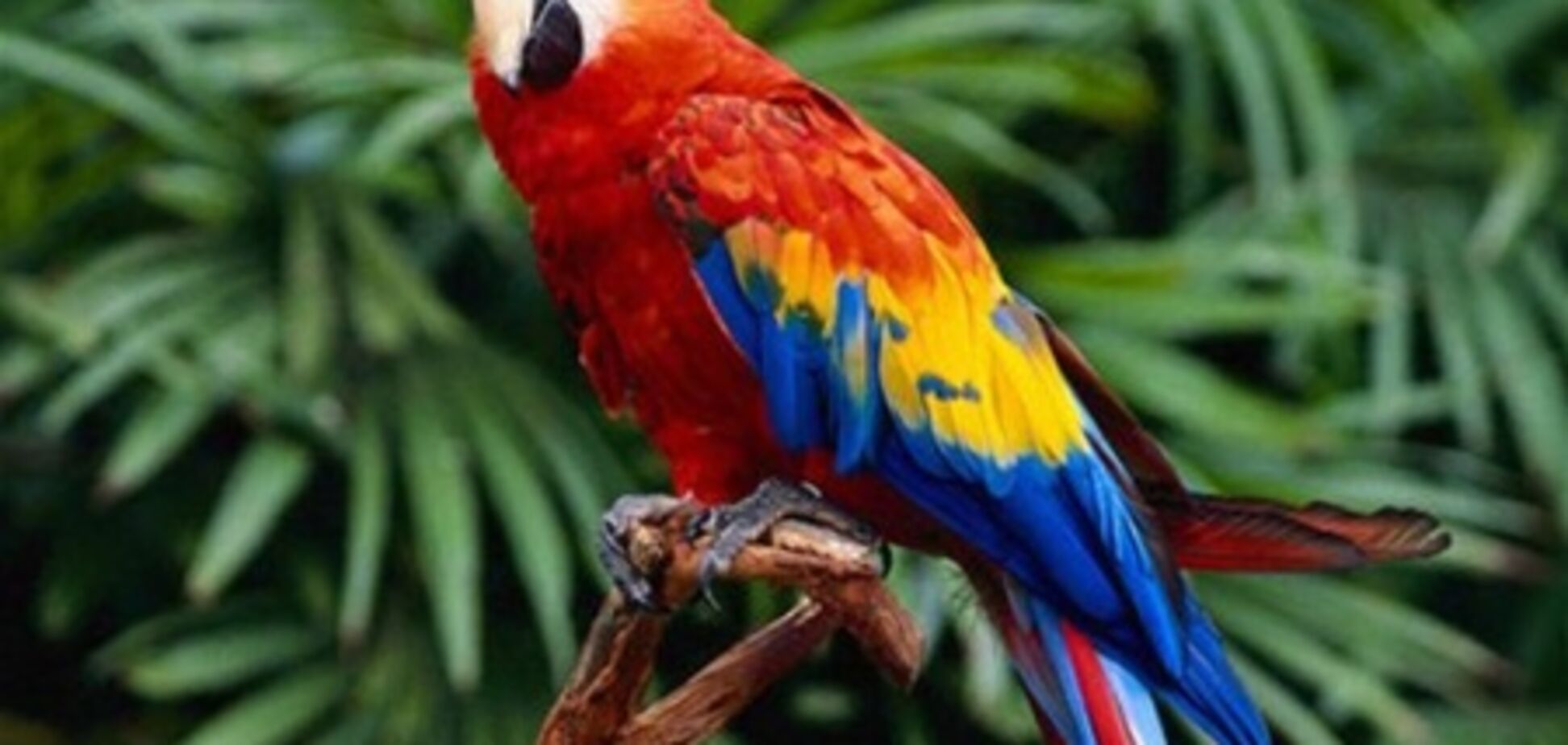 Папуги, як і люди, бувають лівшами