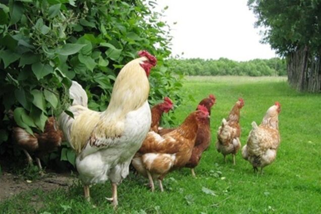 Свободу американським курям