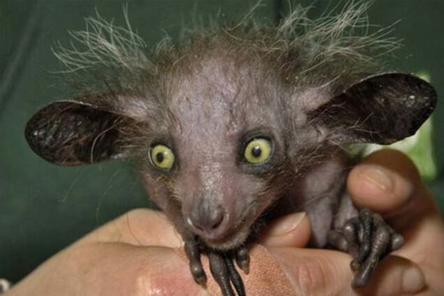 Куплю слона, щоб заздрили