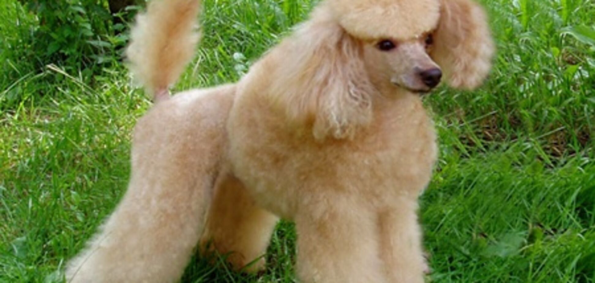 У Швейцарії за несплату податку приспали собаку