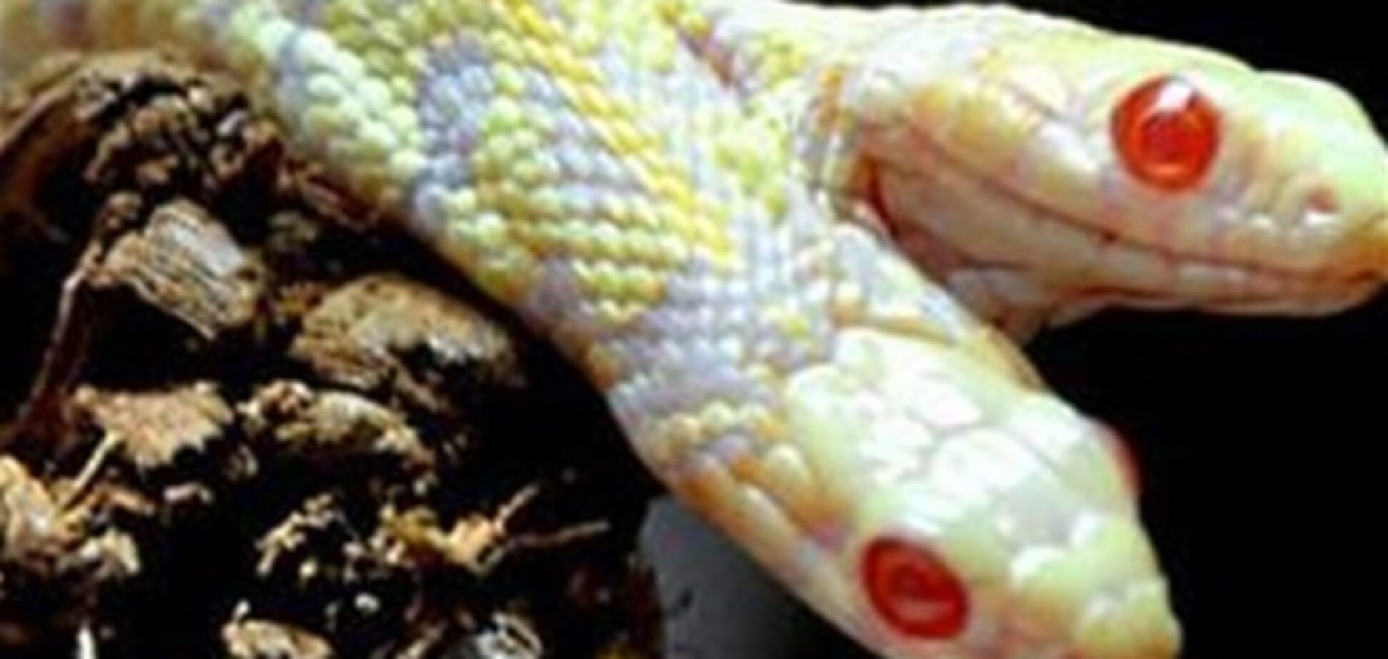 Двоголові змії існують не тільки в казках