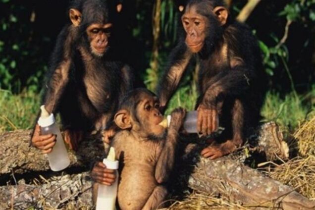 Мавпи в зоопарку перейшли на вино і часник