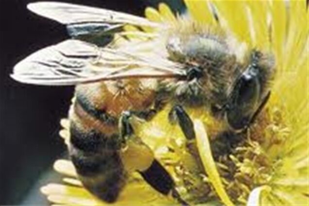 Людство може загинути через бджіл
