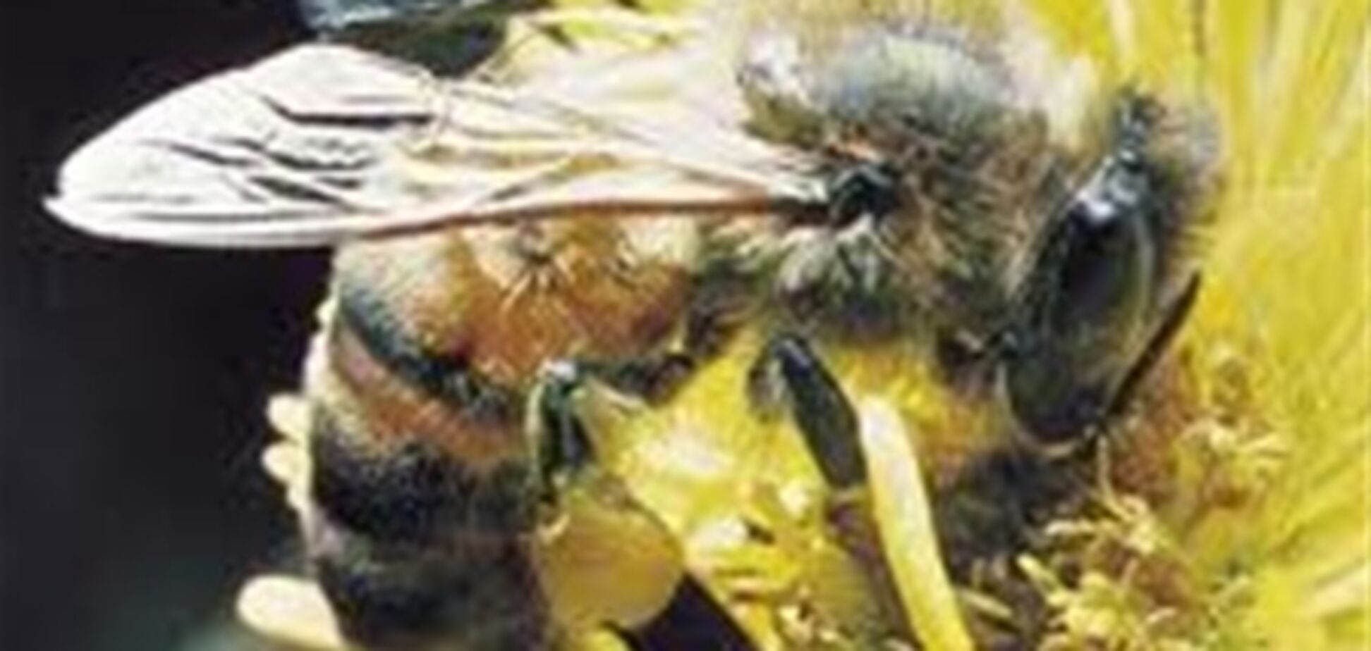 Людство може загинути через бджіл