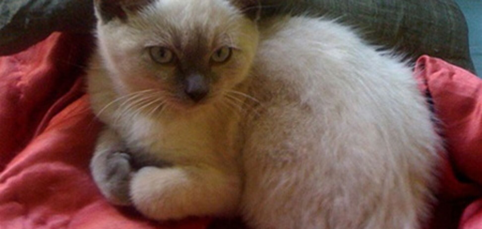 Можно ли целовать домашних животных?