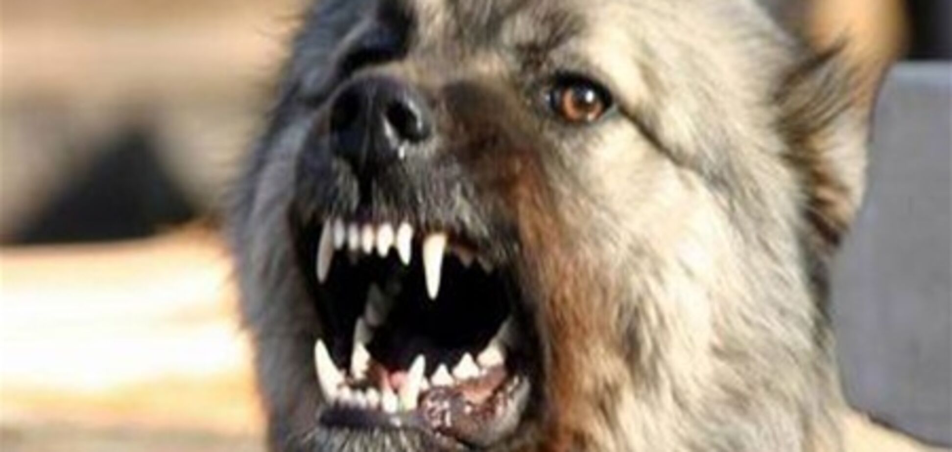 В Киеве массово травят собак