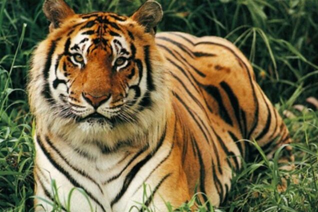 Домашня тварина - тигр
