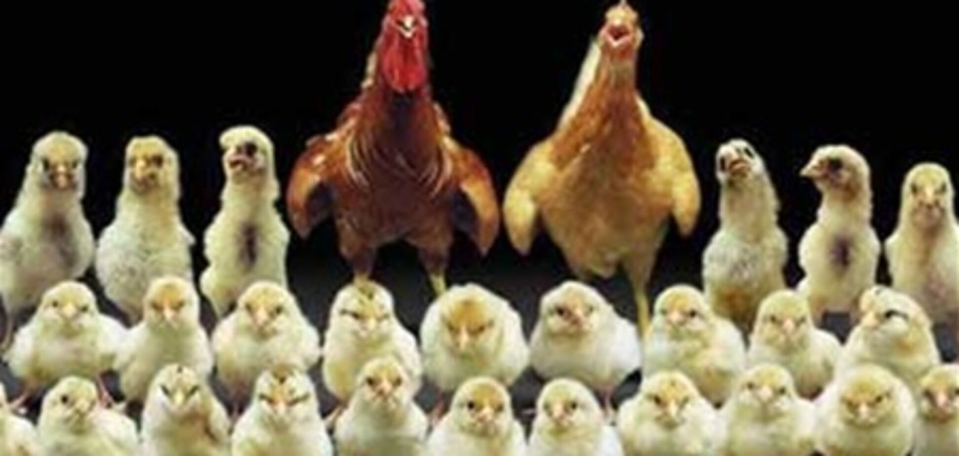 В Англии открылся VIP-отель для кур