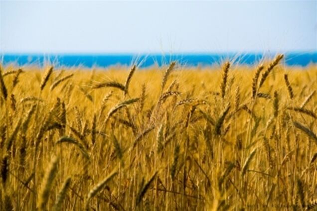 США обвинили Украину в снижении мировых запасов пшеницы