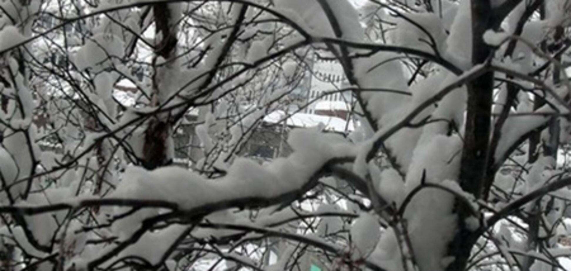 Ураган повалил деревья в Киеве