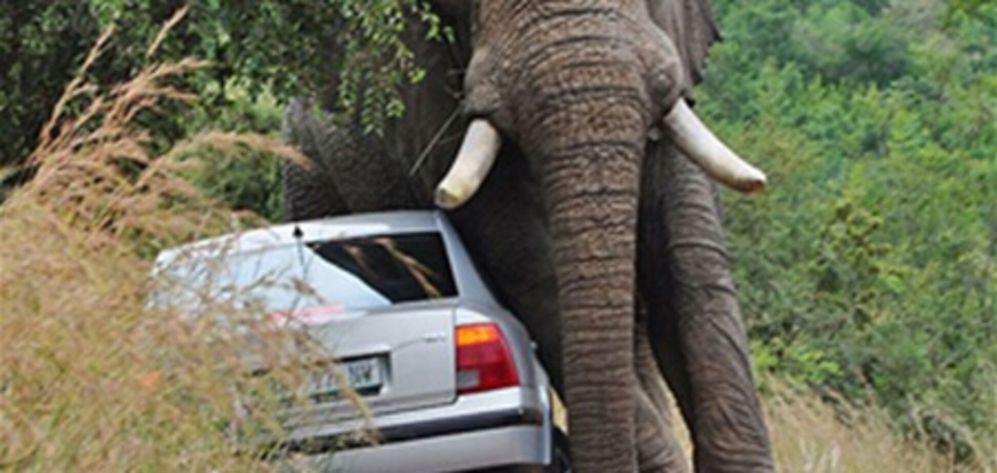 Геть з дороги: Слон проти автомобіля