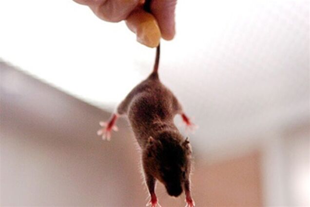 Спасти волосы помогут мыши