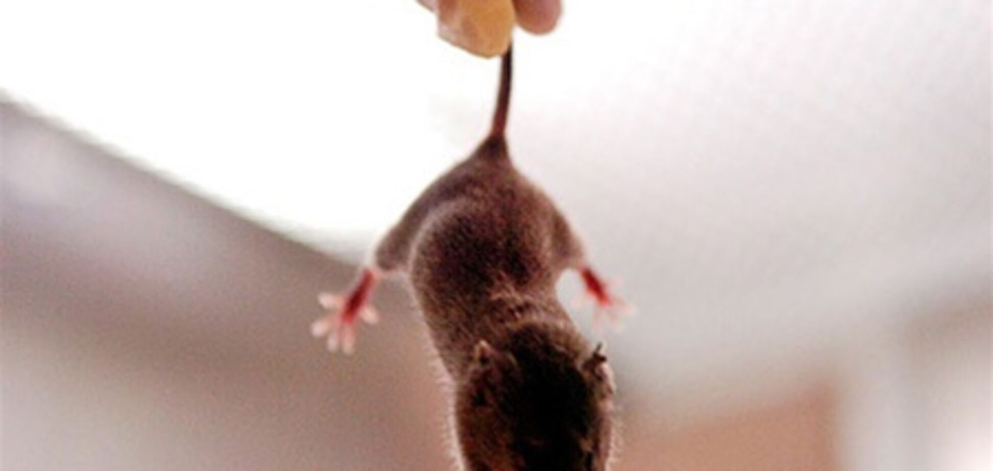 Спасти волосы помогут мыши