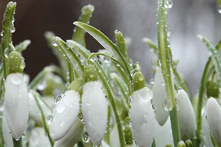 8 березня погода не порадує українок