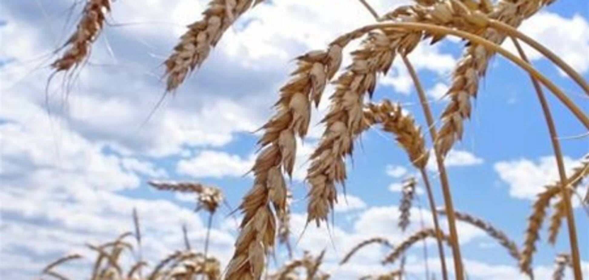США лицемерно озаботились зерновым рынком Украины