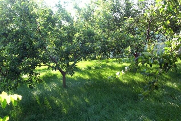 Кабмин сделает из садов кредитные союзы