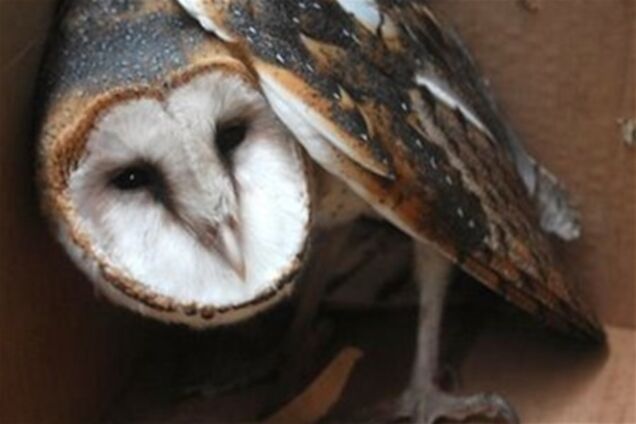 Забита колумбійським футболістом сова померла