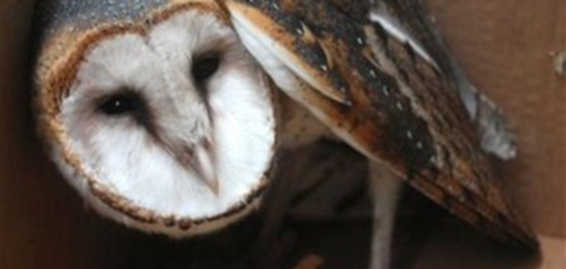 Забита колумбійським футболістом сова померла