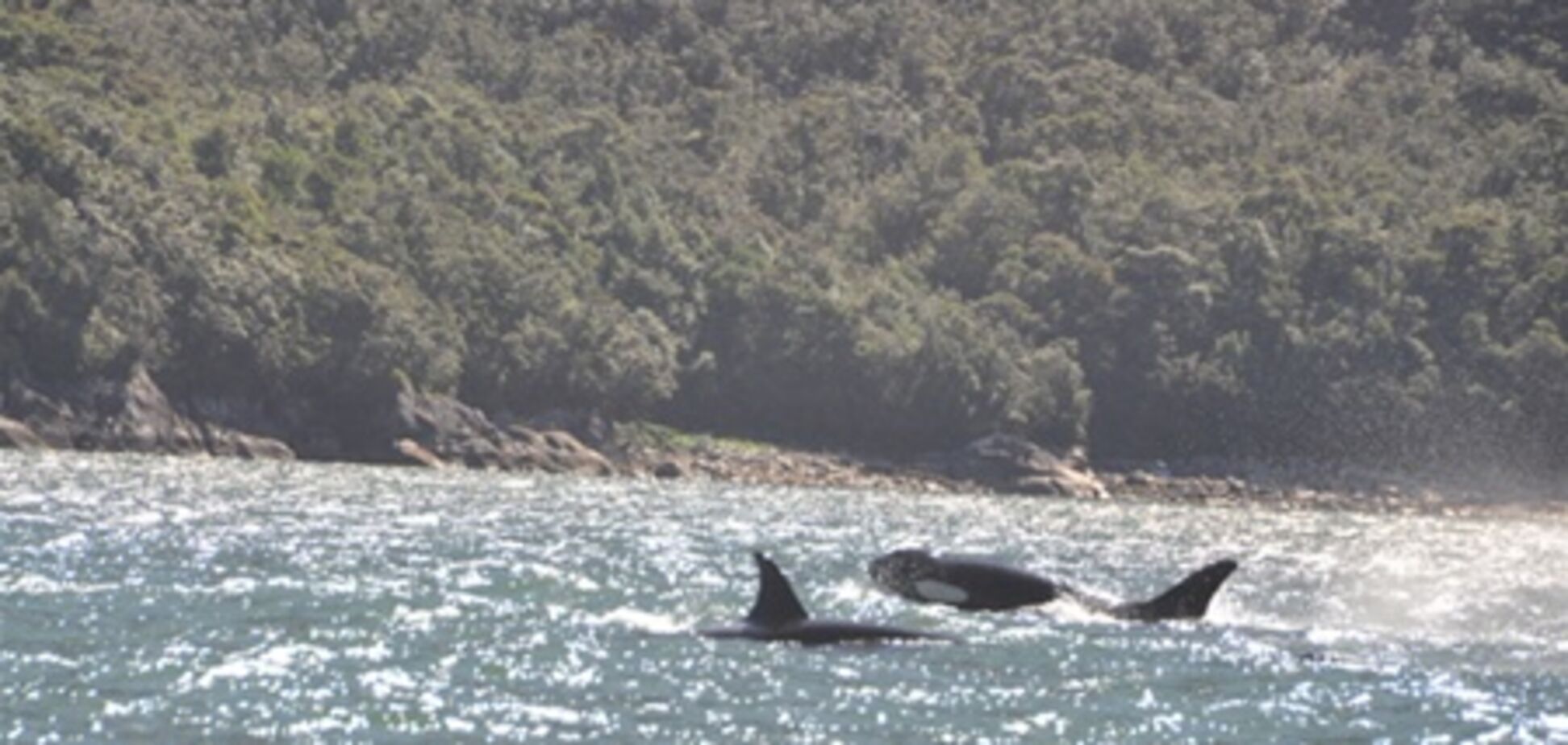 Касатки, що охороняють священну гору, не з'їли Стогнія!