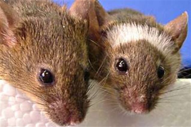 Ученые запутались относительно природы пения у мышей