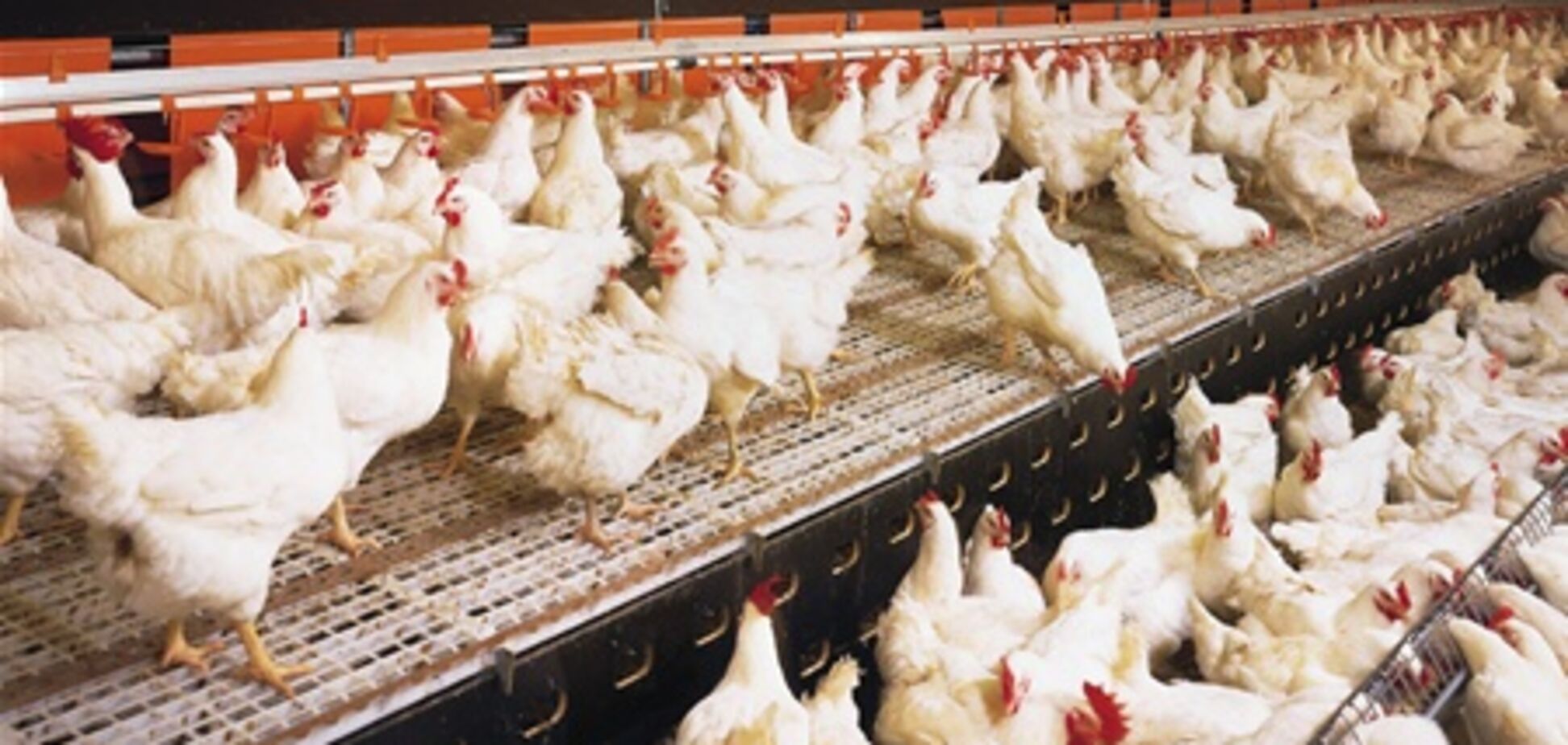 В Крыму от истощения погибли 27 000 кур