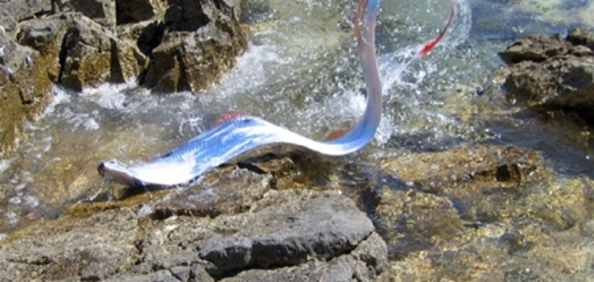 Тварини попереджали про землетрус в Японії