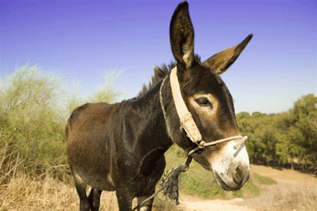 Віслюк - з дипломом, а вчителі - без