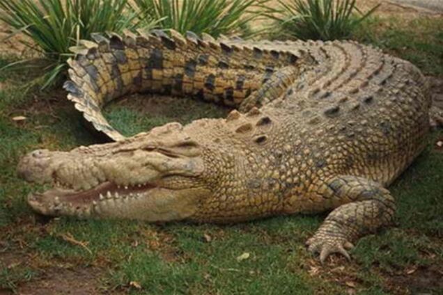 Крим. В Алушті буде створено крокодилячу ферму