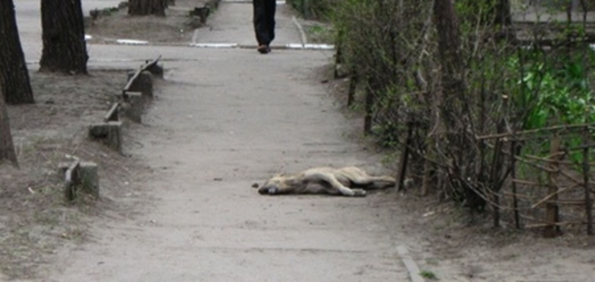 Полтава. Отруєні бездомні собаки вмирають в муках