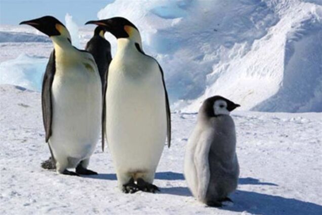 Глобальное потепление убивает пингвинов