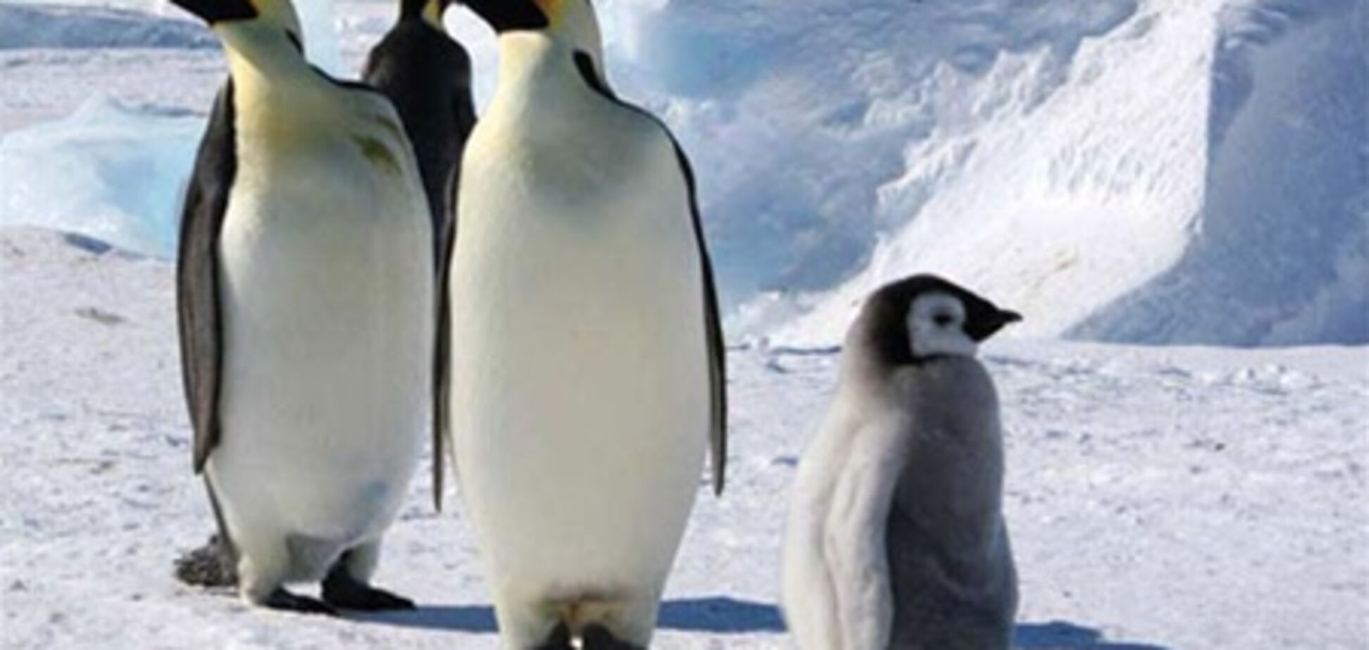Глобальное потепление убивает пингвинов