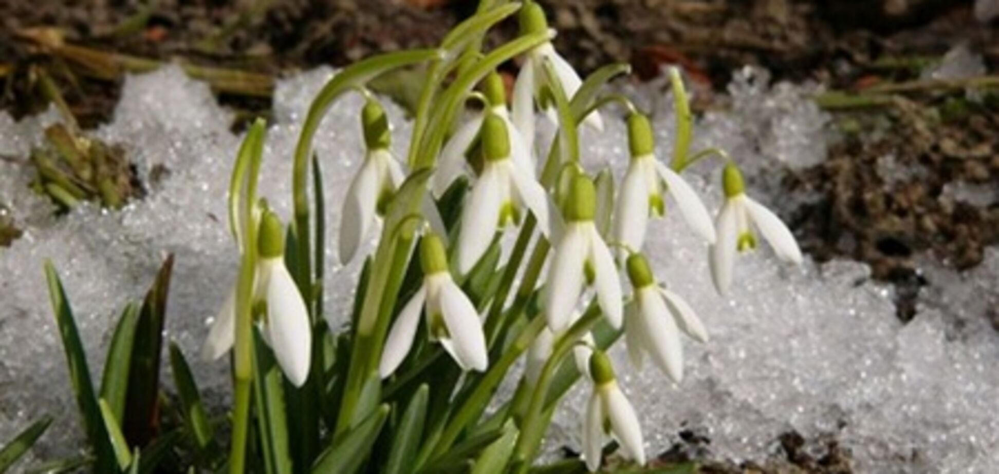 В Киеве резко похолодает, 15 марта 2011