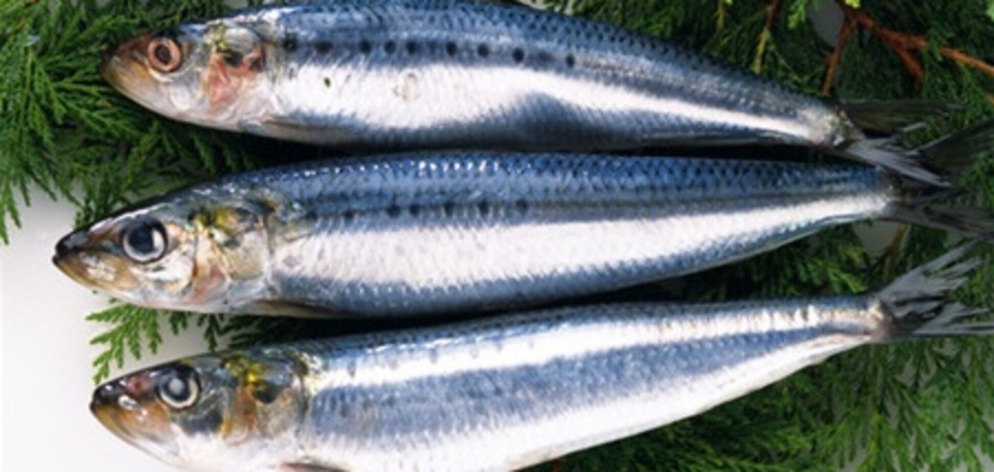 Киев чуть не отравили ядовитой рыбой