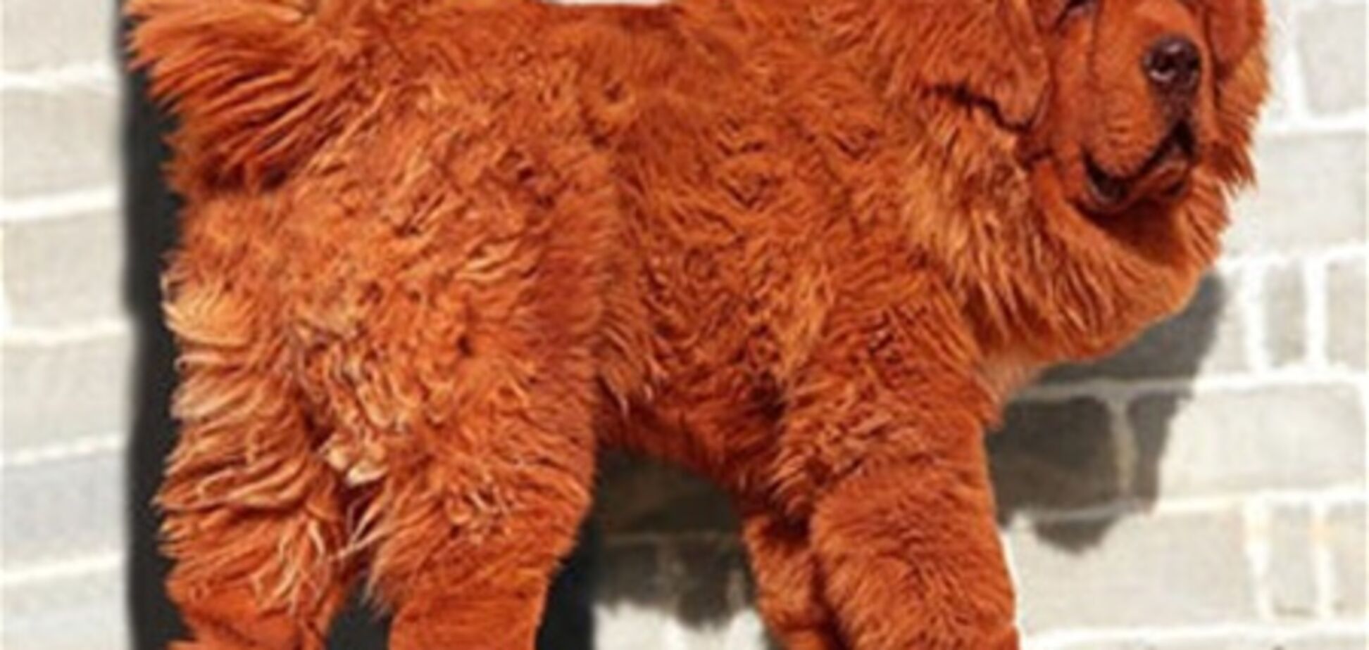 В Китае миллионер купил самого дорогого щенка в мире