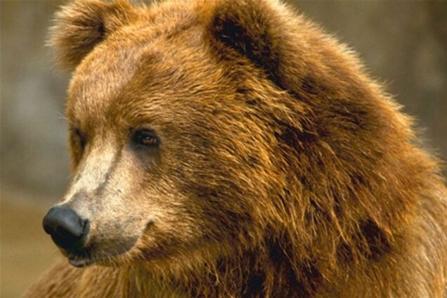 На Волыни паника: по селу разгуливает медведь и заглядывает в окна