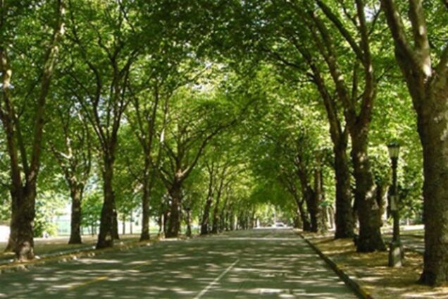 Киев массово очистят от деревьев