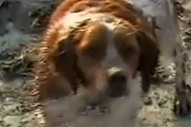 'Бесконечная верность': собака спасает друга, раненого в результате цунами. Видео