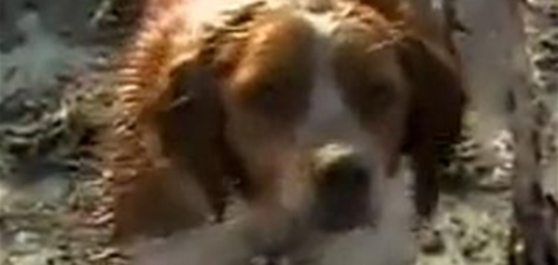 'Безкінечна вірність': собака рятує друга, пораненого в результаті цунамі. Відео