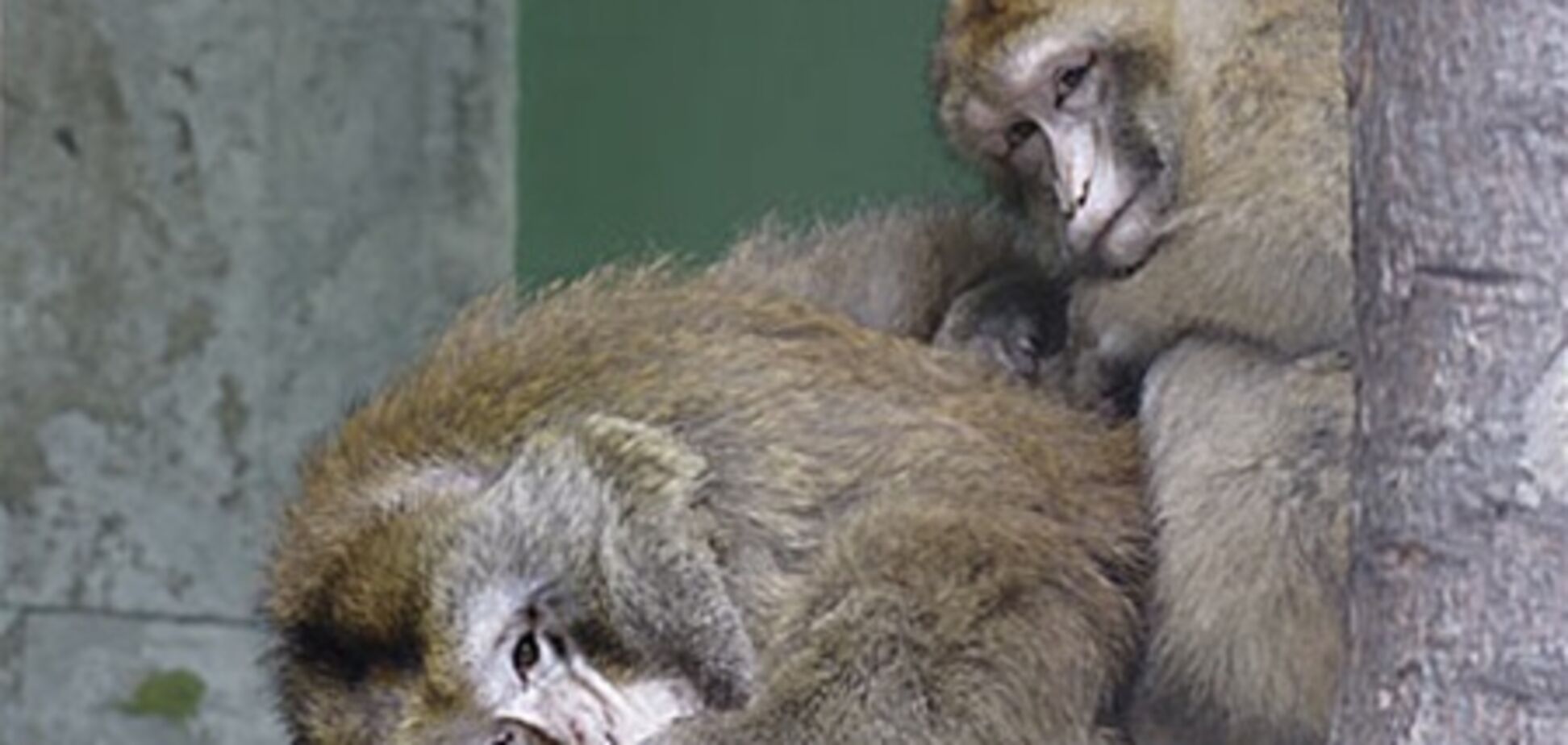 Мавпи можуть розрізняти фото 'своїх' і 'чужих'