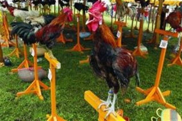 Гарно заспівав - у суп не попав