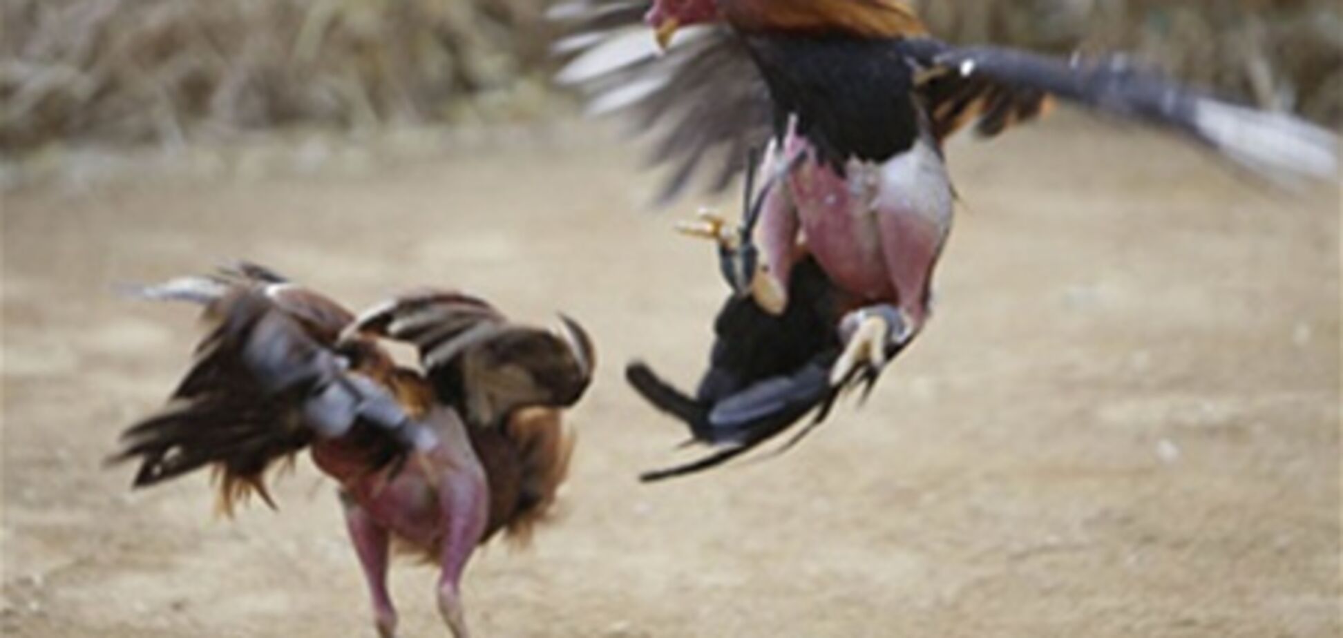 Півнячі бої і корида в Еквадорі