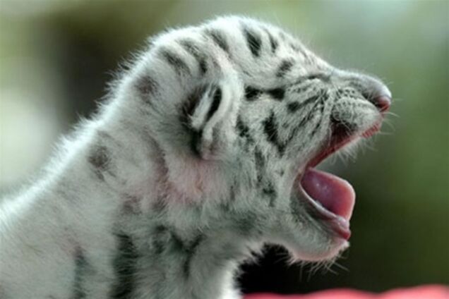 Землі загрожує нове масове вимирання?