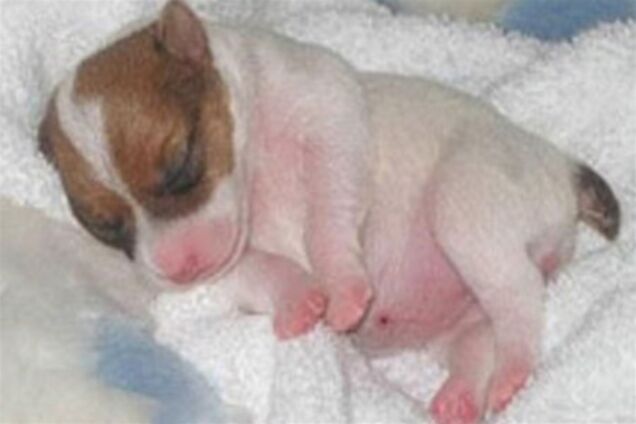 Щеня повернувся до життя після усипляння