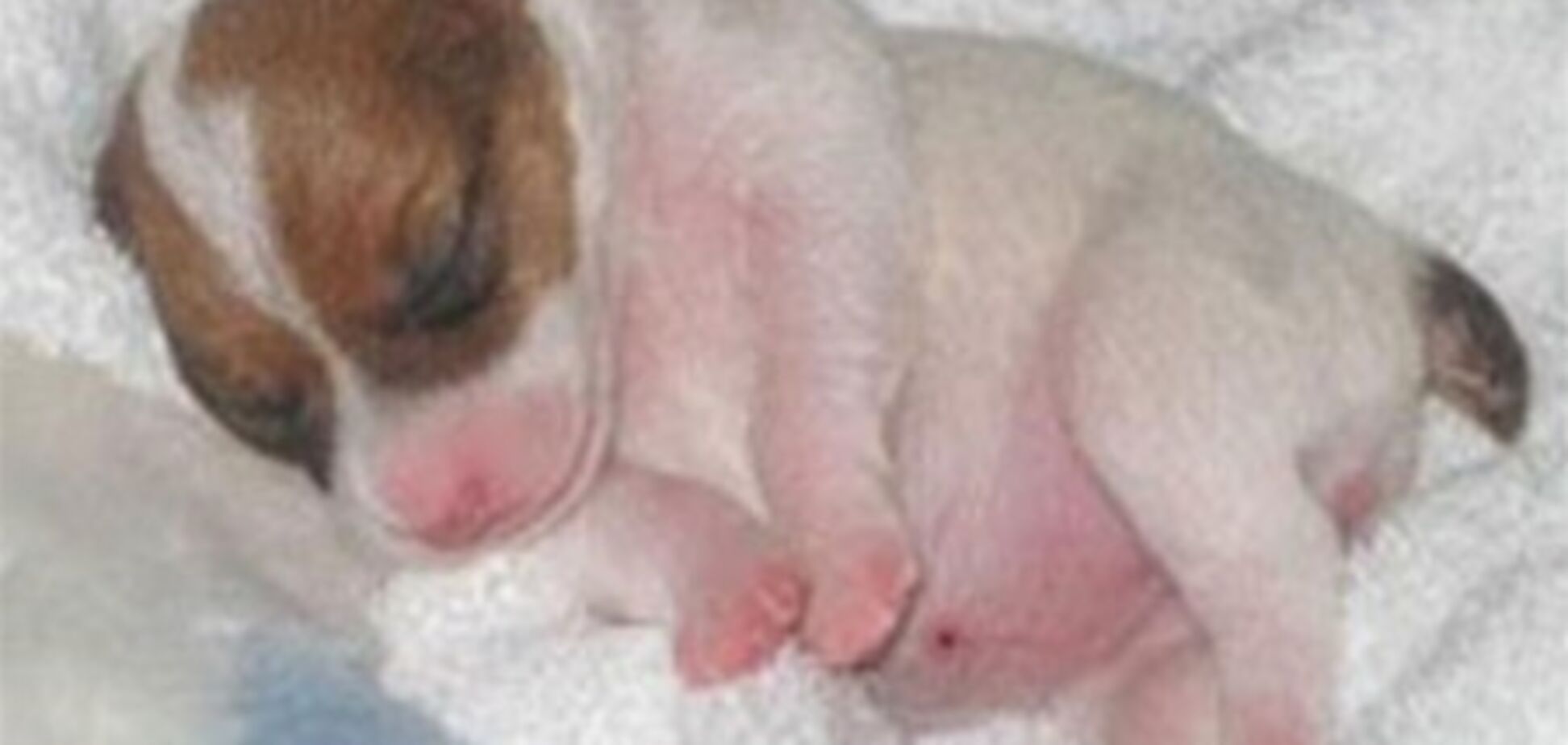 Щеня повернувся до життя після усипляння