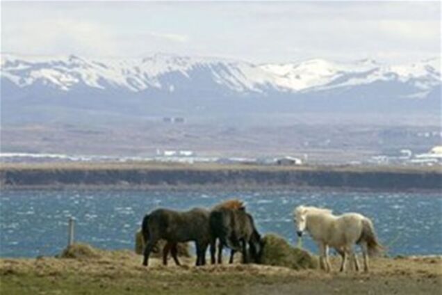 Заражена пил з Японії дісталася до Ісландії