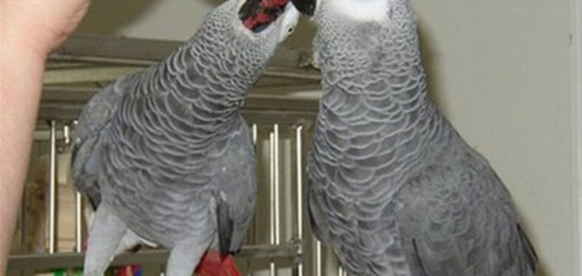 Нова афера - в Україні почали продавати 'липових' тварин