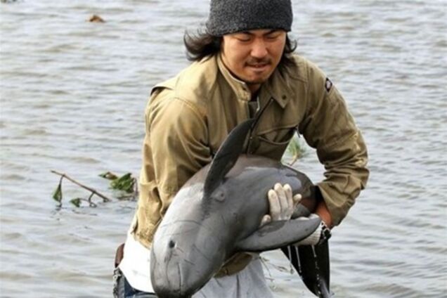 Японец спас дельфиненка, вынесенного цунами на рисовое поле 